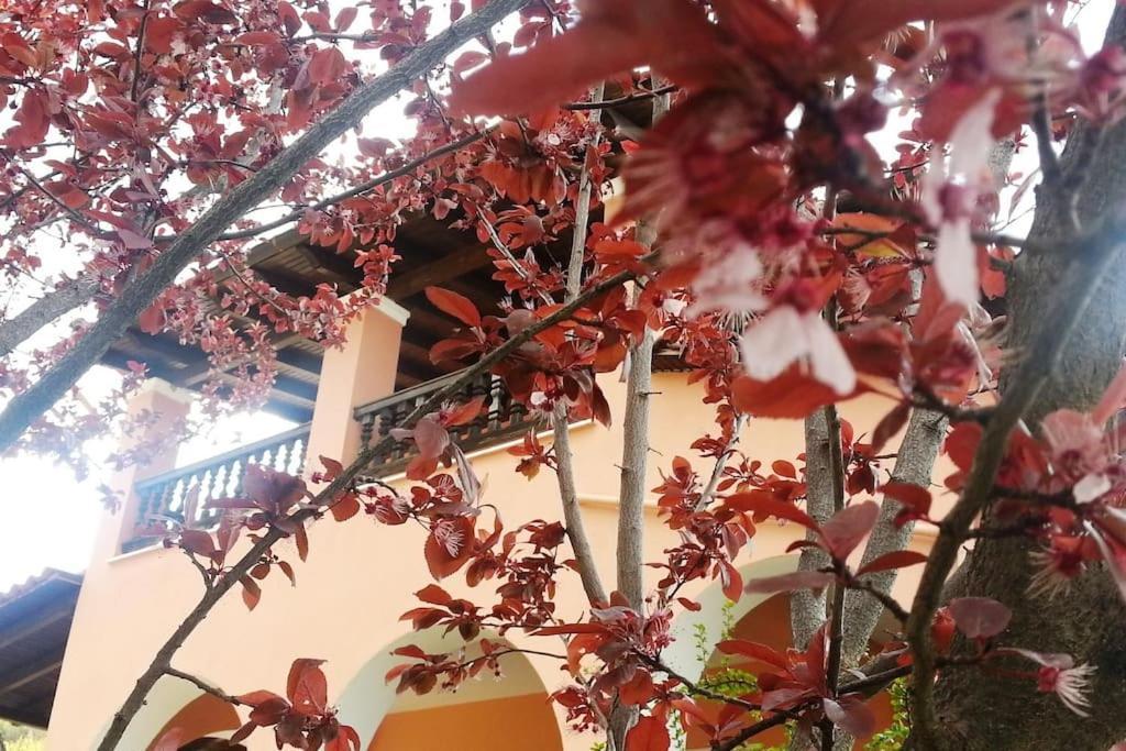 Villa Tethys Mountain Resort Zákas المظهر الخارجي الصورة